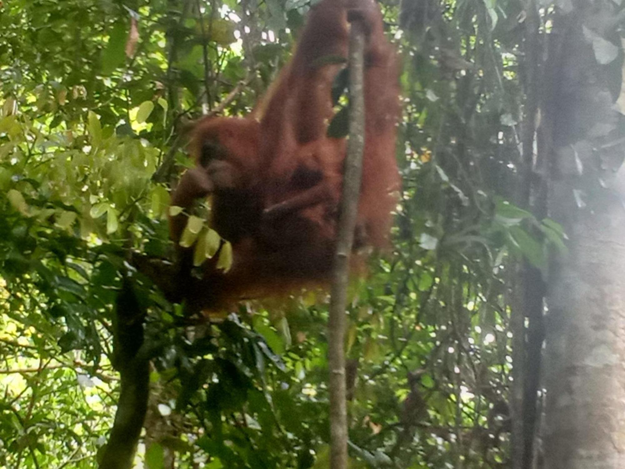 Jungle Treking & Jungle Tour If You Want To Stay Here,You Must Book Treking Only With Us 武吉拉旺 外观 照片
