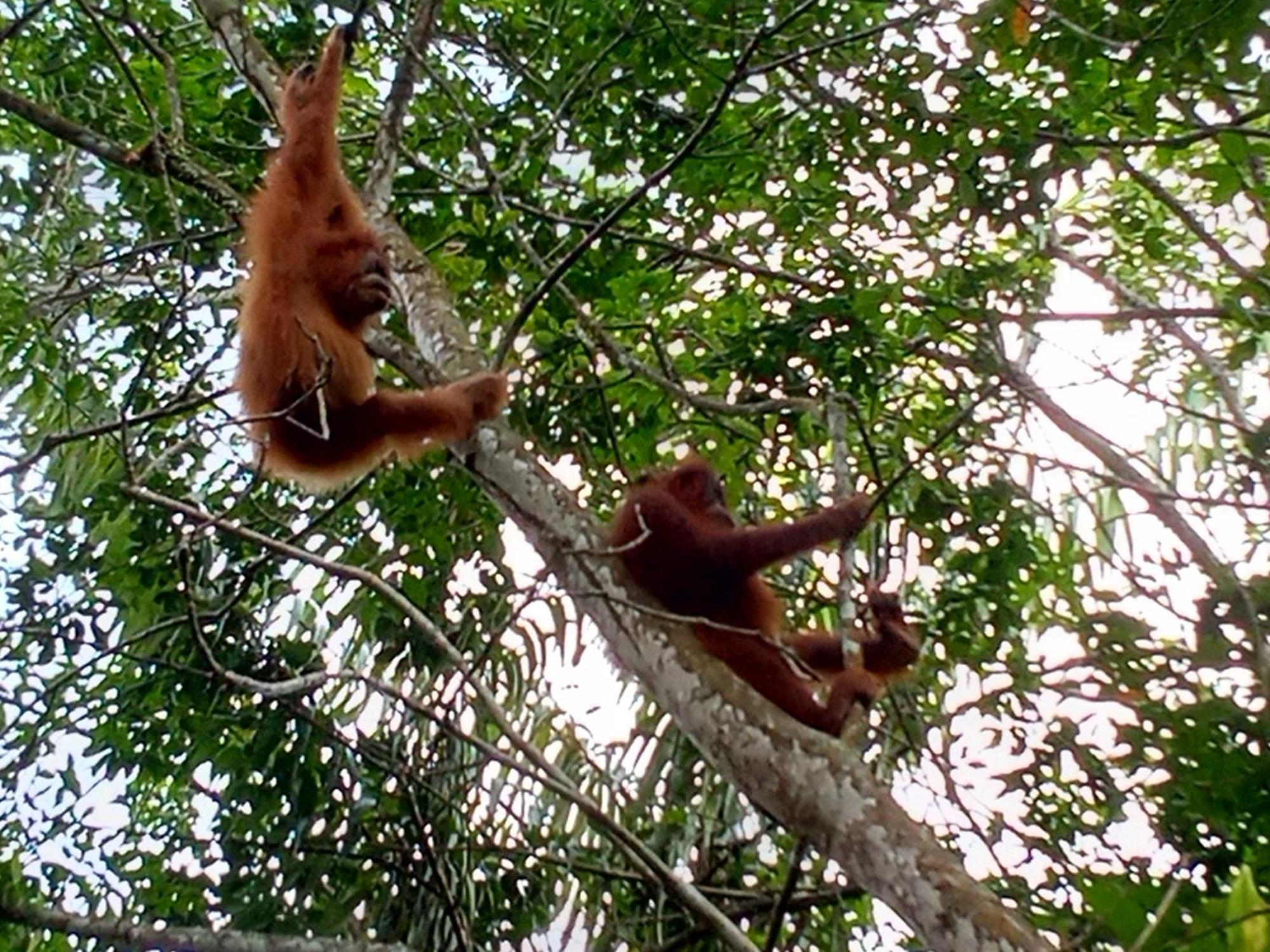 Jungle Treking & Jungle Tour If You Want To Stay Here,You Must Book Treking Only With Us 武吉拉旺 外观 照片