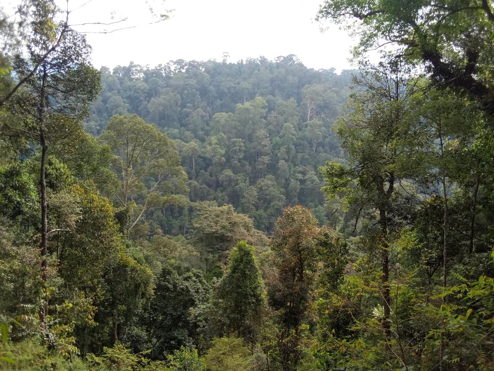 Jungle Treking & Jungle Tour If You Want To Stay Here,You Must Book Treking Only With Us 武吉拉旺 外观 照片