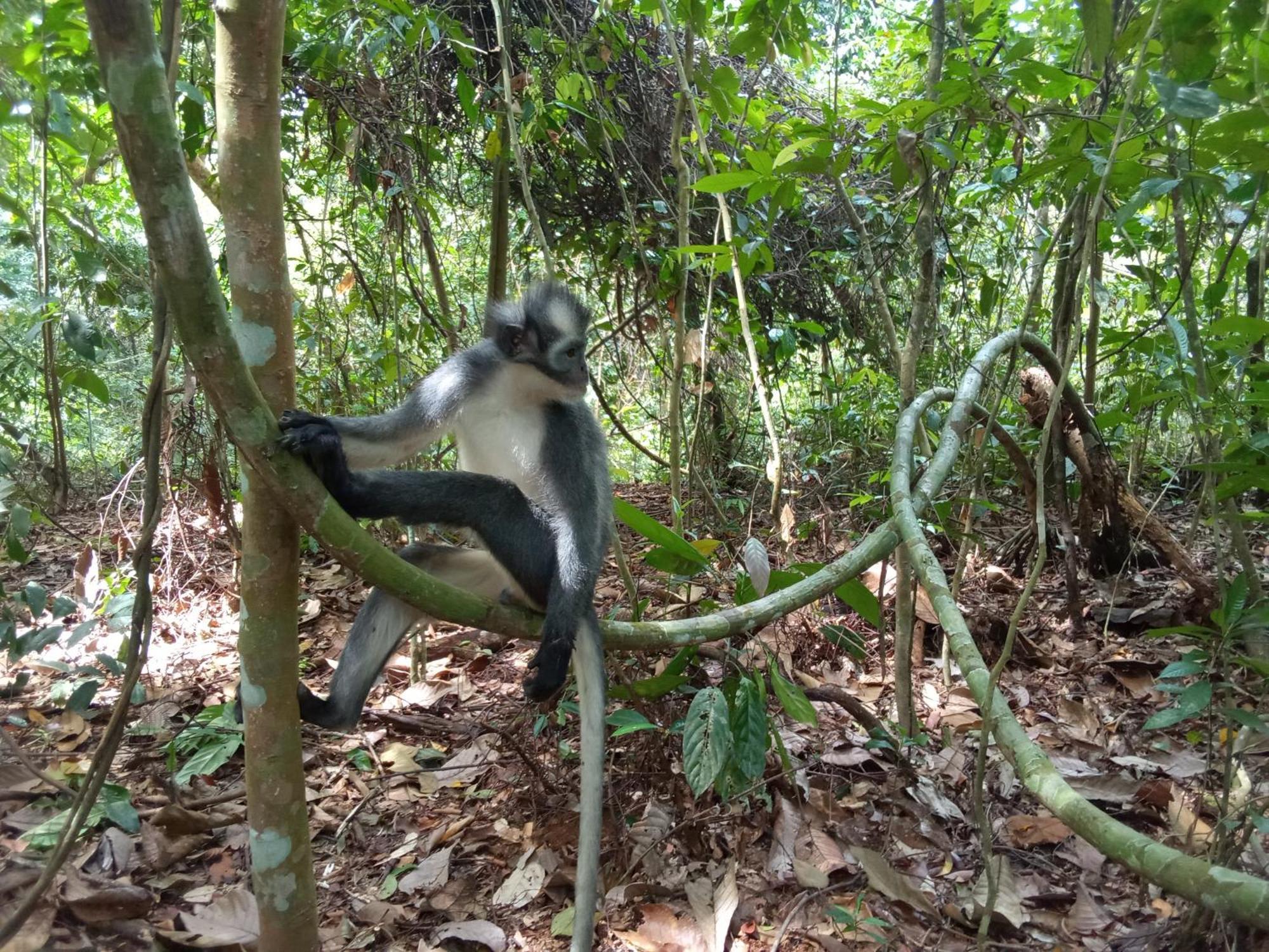 Jungle Treking & Jungle Tour If You Want To Stay Here,You Must Book Treking Only With Us 武吉拉旺 外观 照片