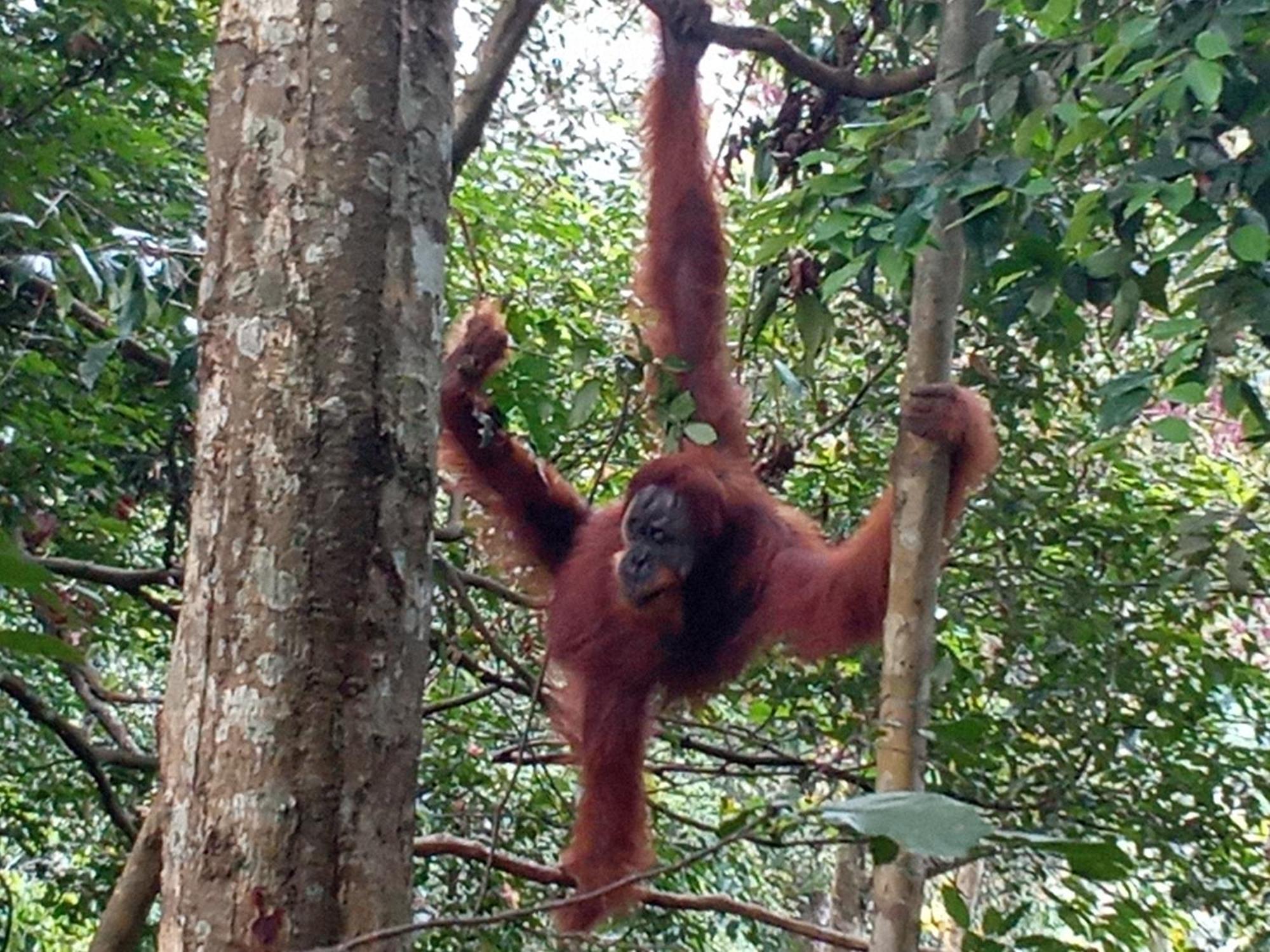 Jungle Treking & Jungle Tour If You Want To Stay Here,You Must Book Treking Only With Us 武吉拉旺 外观 照片