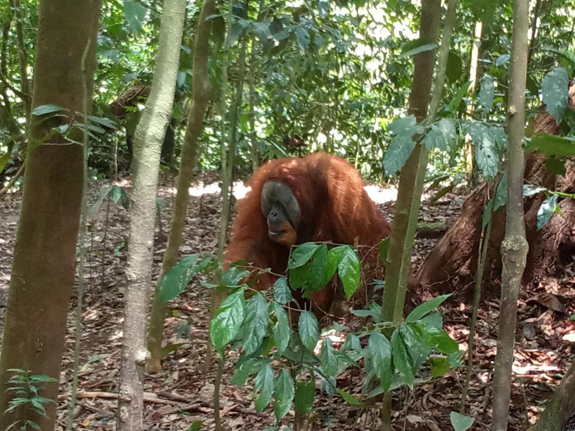 Jungle Treking & Jungle Tour If You Want To Stay Here,You Must Book Treking Only With Us 武吉拉旺 外观 照片