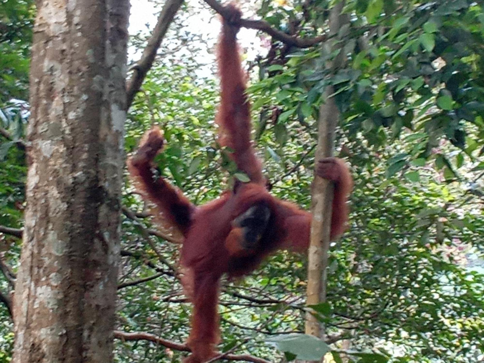 Jungle Treking & Jungle Tour If You Want To Stay Here,You Must Book Treking Only With Us 武吉拉旺 外观 照片